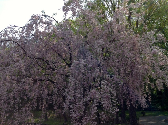 （2014.5月追記：）春にはボート池のほとりに見事なしだれ桜（？）が咲きます。